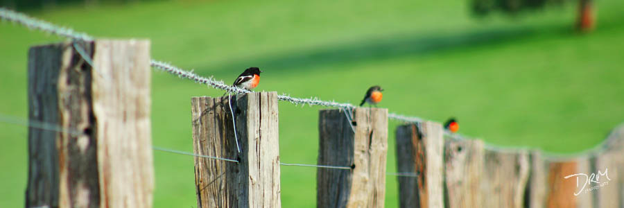 Robin Redbreasts, South West WA